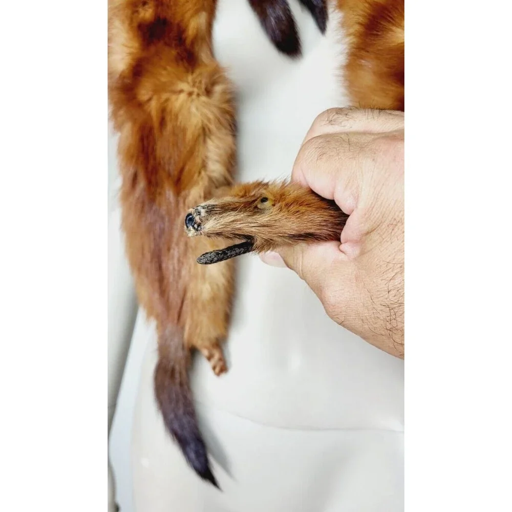 Antique Koseff Furs Whole Mink Body Pelts Heads Tails Hands Feet Fur Scarf Stole